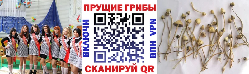 Псилоцибиновые грибы Psilocybine cubensis  мориарти официальный сайт  Гудермес 